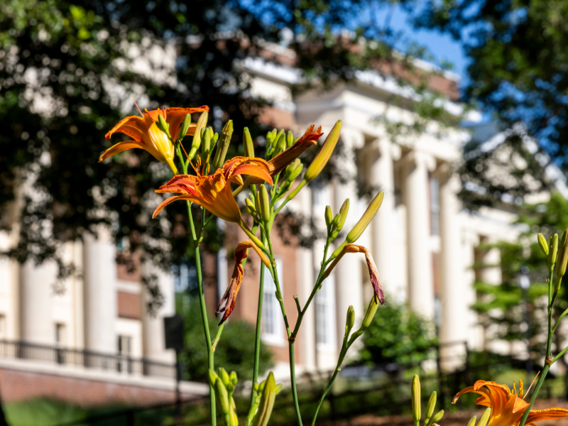 Detail of daylily flowers blooming with Sanford Hall in the background.