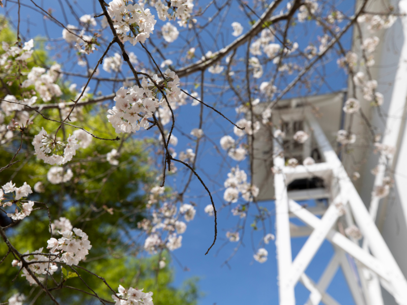 Trees full of spring blooming flowers on North Campus with with the Chapel Bell Tower in the background.